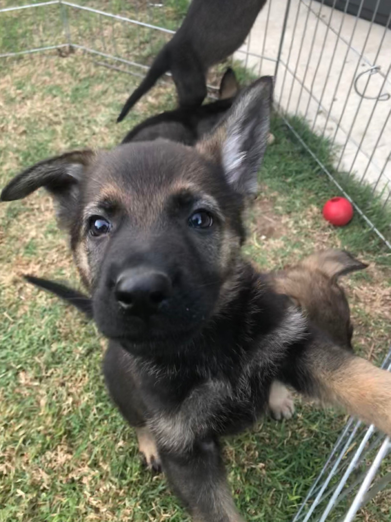 German Shepherd Puppies