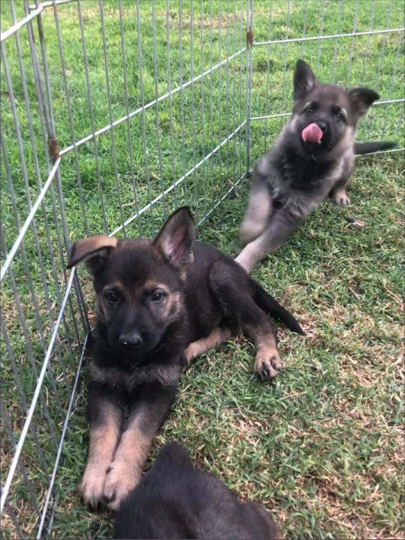 German Shepherd Puppies