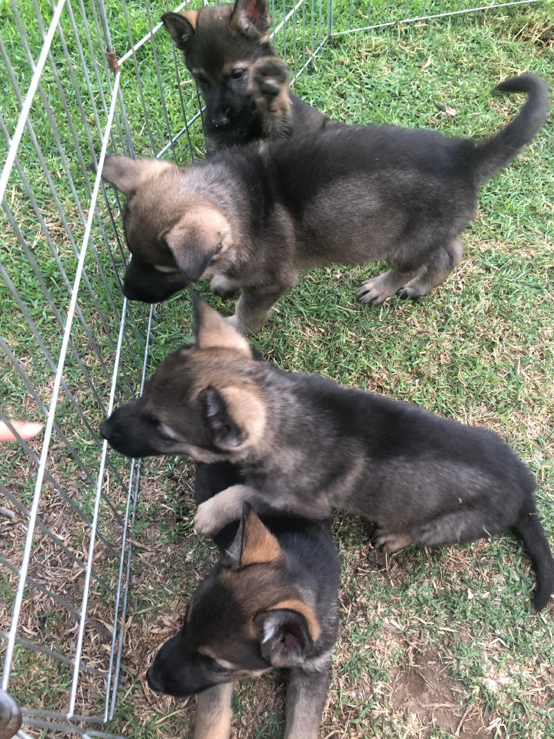 German Shepherd Puppies